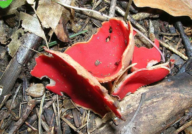 Sarcoscypha austriaca    (O. Beck ex Sacc.) Boud.